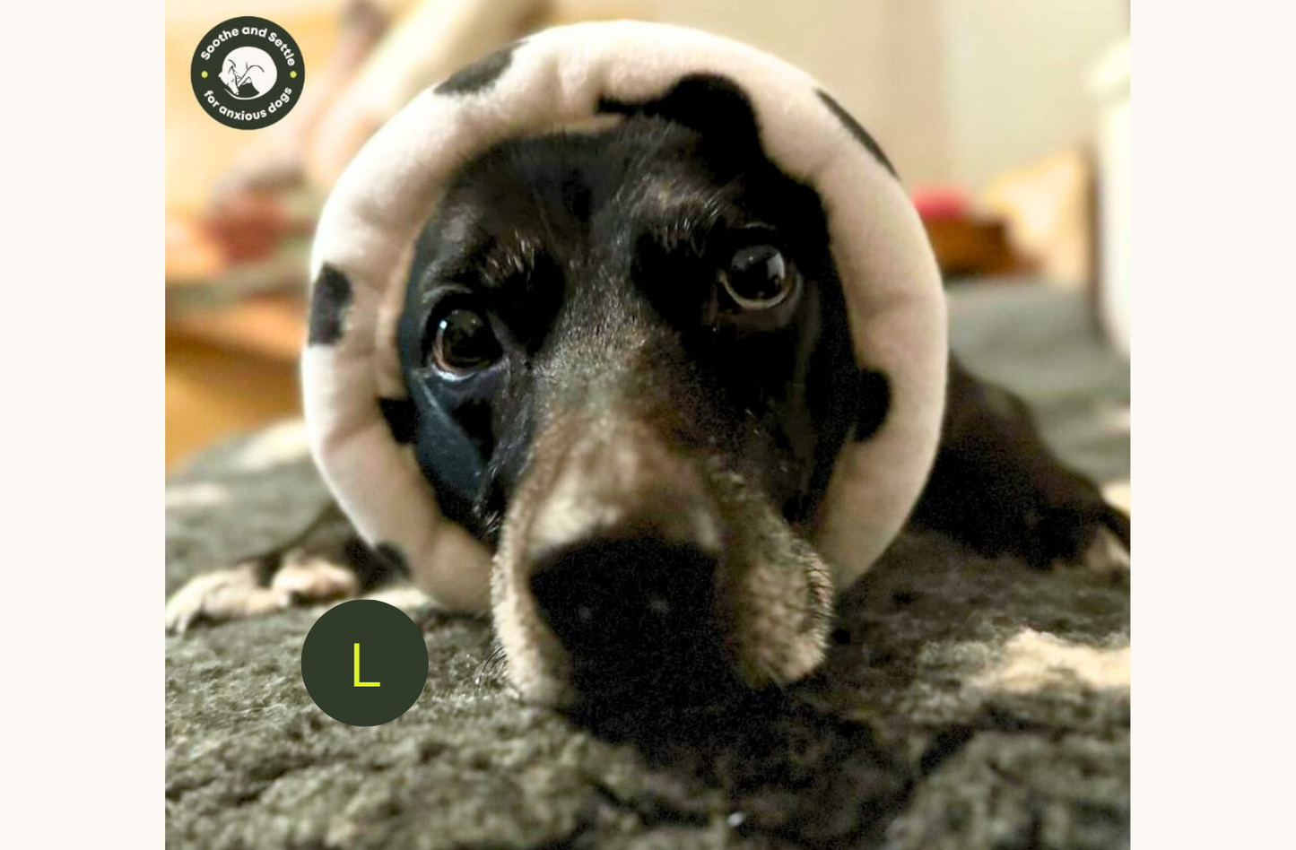 Cow print dog calming ear muff.