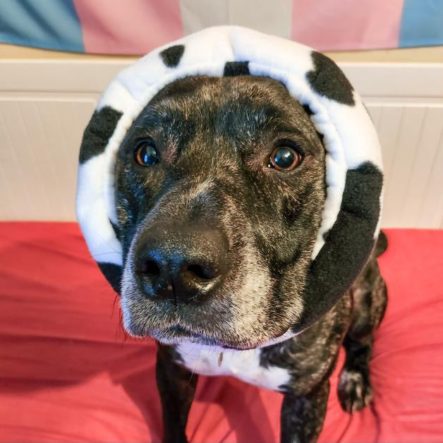 Brown dog in cow print calming ear muff.