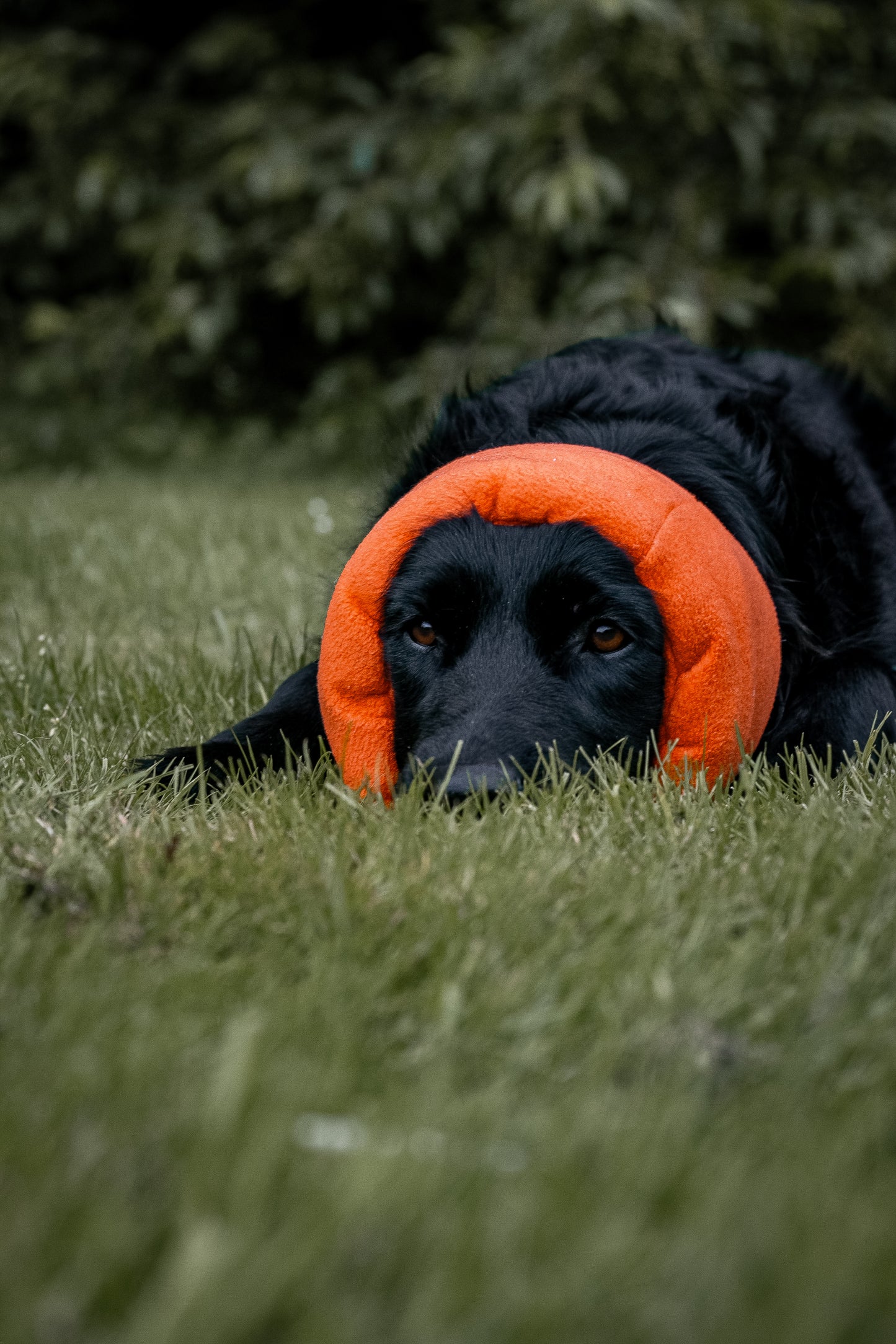 Neon Orange Hush Muff