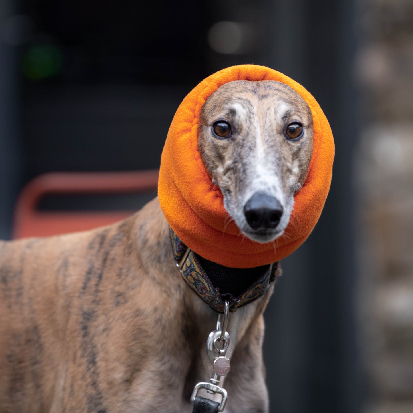 Dog wearing an orange snood with a blurred background