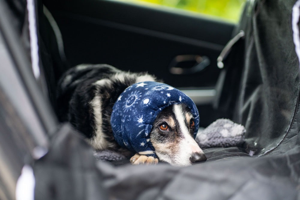 Dog in car wearing blue celestial ear protector.