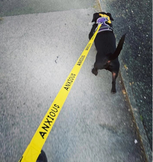 Yellow anxious dog lead.