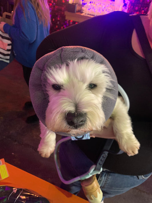 White dog wearing grey anti panic snood.