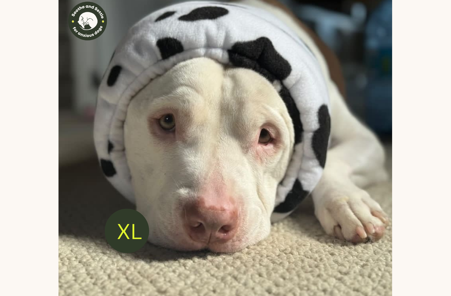 White dog in XL cow print hush muff.