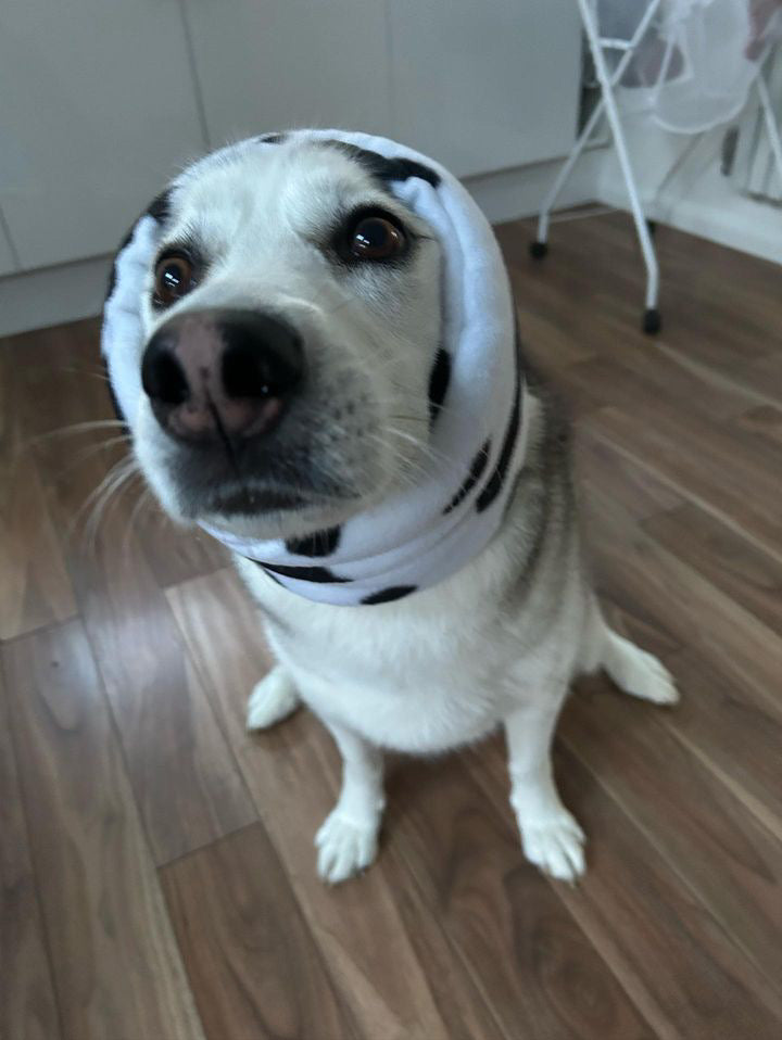 White dog in cow print dog calming ear muffs.