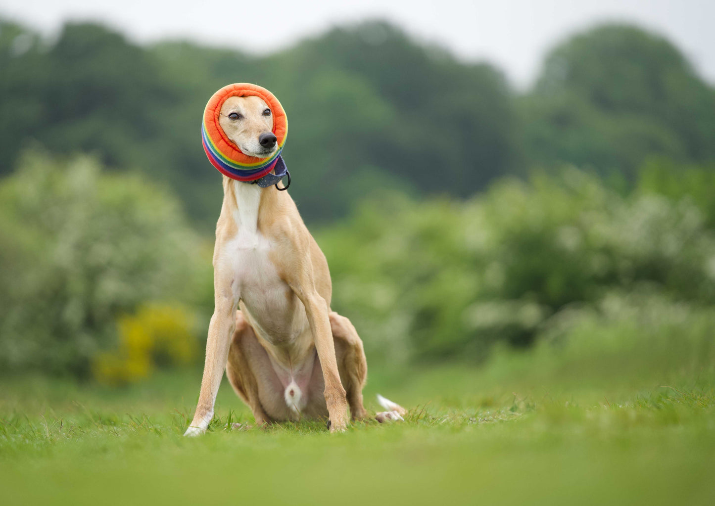 Front view of a brown dog wearing a rainbow snood.