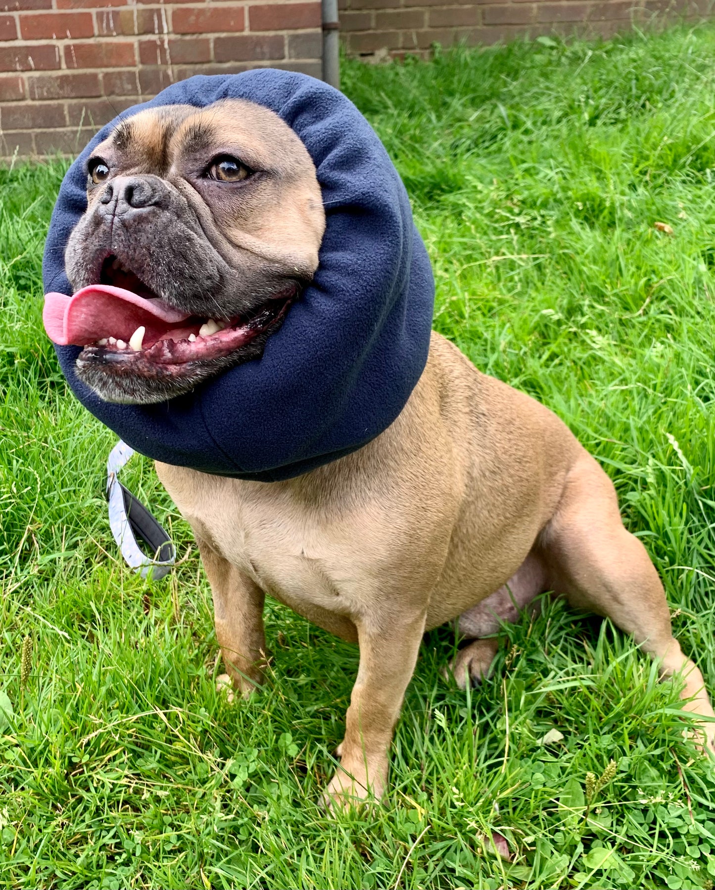 Bulldog wearing navy hush muff.