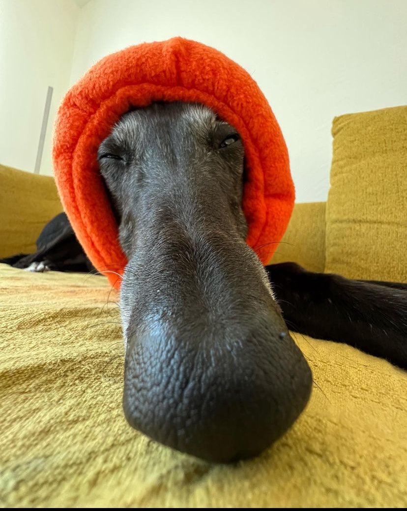 Long nosed dog in orange hush muff