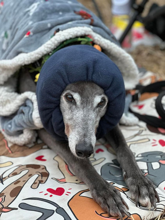 Dog wearing navy noise cancelling snood.