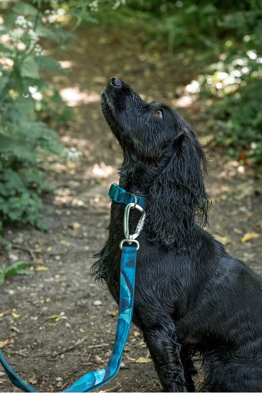 Twiggy Tags Adventure Close Control Lead 2.0 - Lagoon