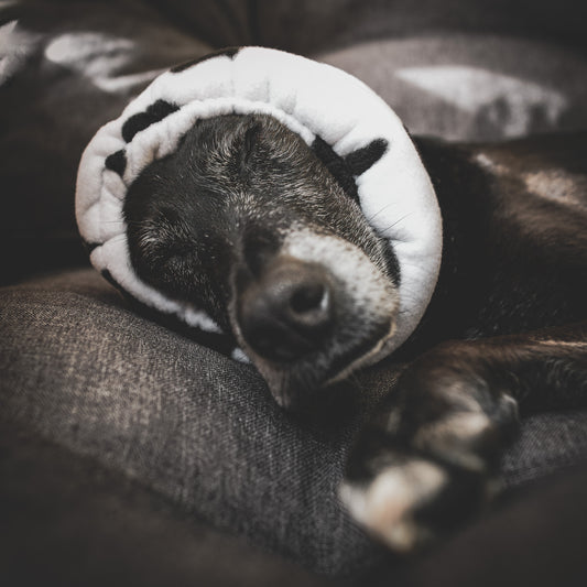 Dog in calming ear muff.