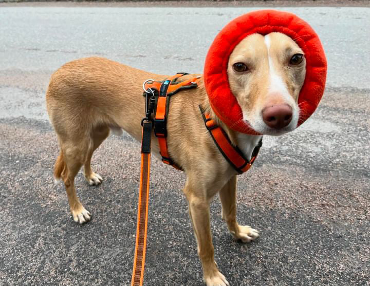 Podenco in orange dog head covering.