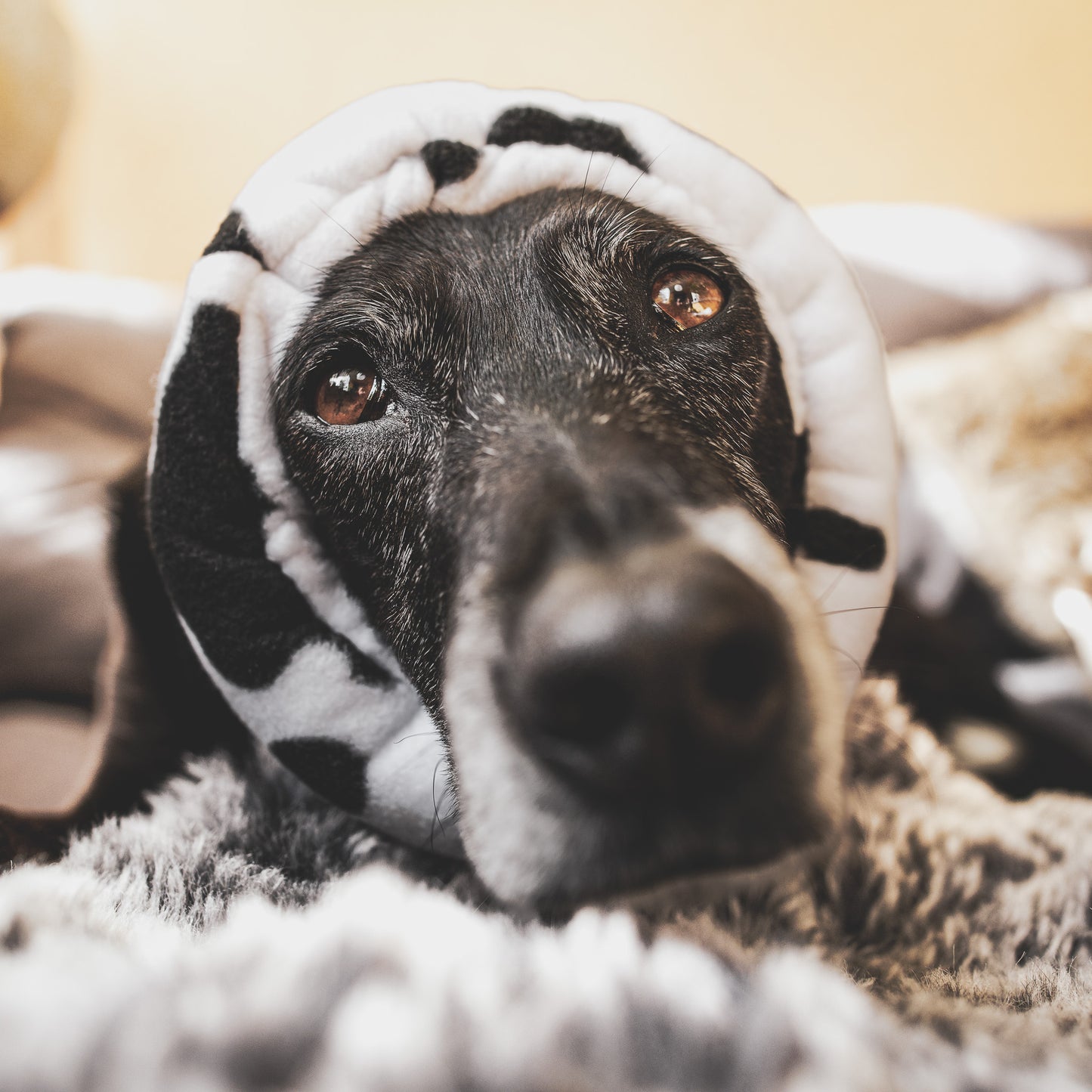 Front view of dog in cow print hush muff.