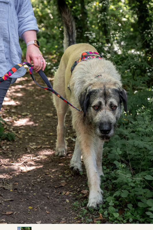 Twiggy Tags Adventure Close Control Lead 2.0 - Aurora