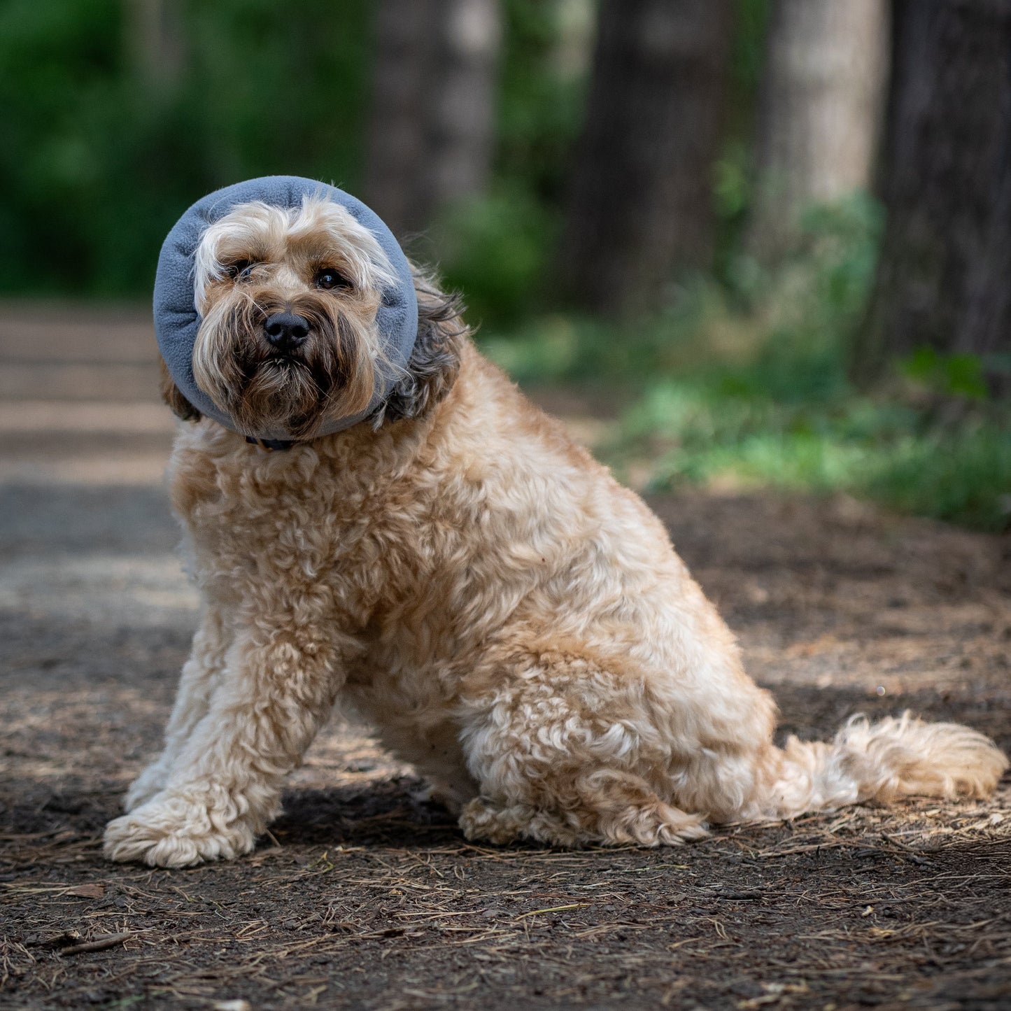 A fluffy light tan dog sitting on a dirt path in a wooded outdoor setting, wearing a grey ear cover