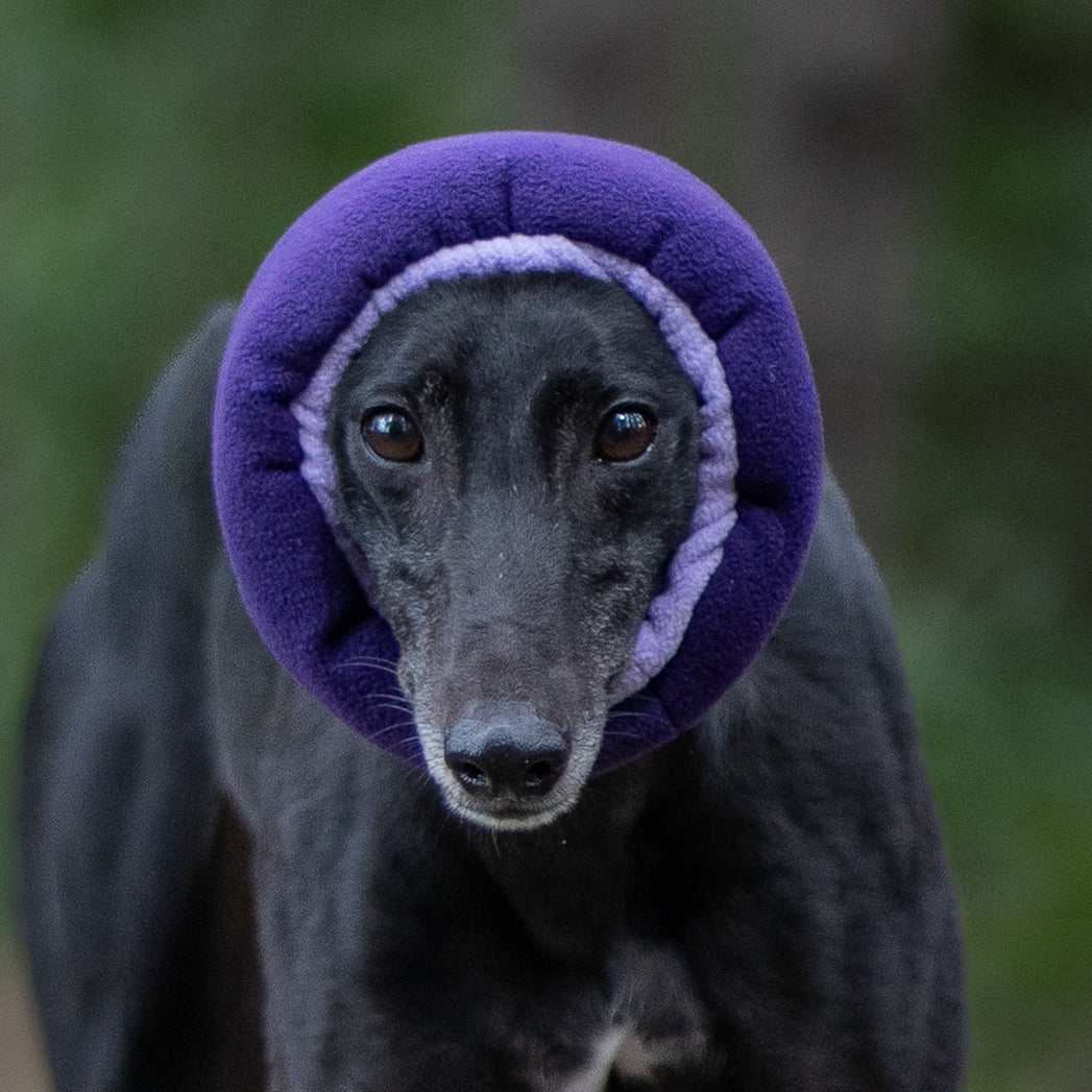 Black greyhound wearing purple and lilac ear cover