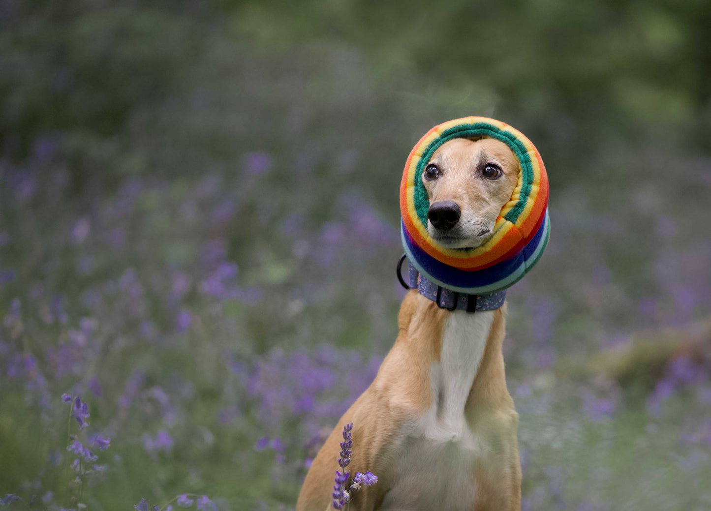 Close up of dog wearing a rainbow fleece snood in a field of lavender.