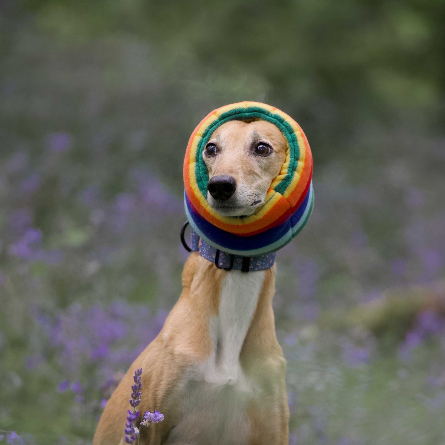 Close up of dog wearing a rainbow fleece snood in a field of lavender.