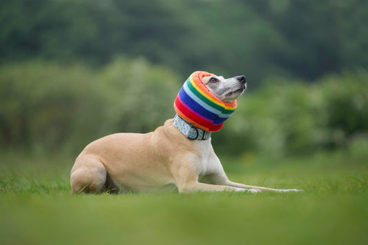 Dog lying down wearing a fleece rainbow snood.