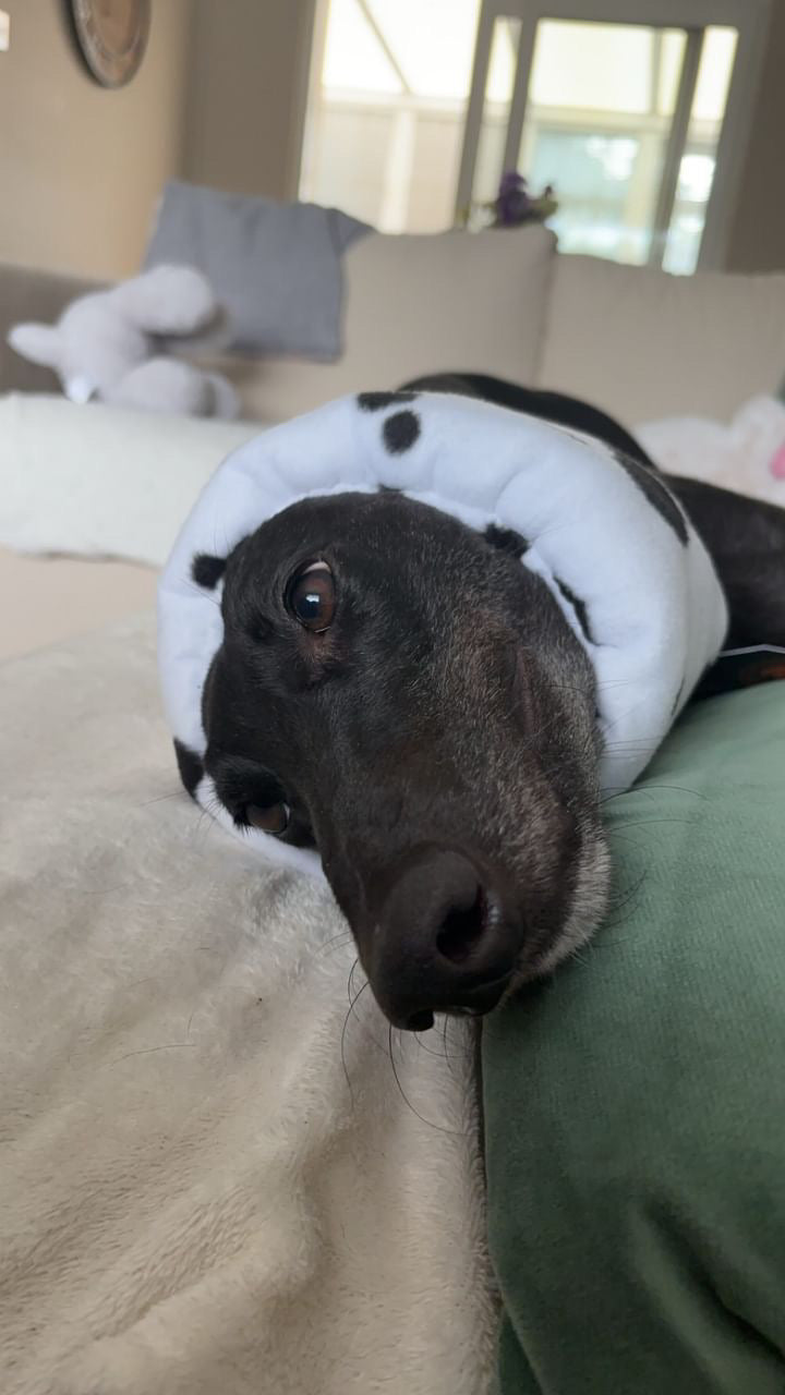 Black dog in cow print hush muff.