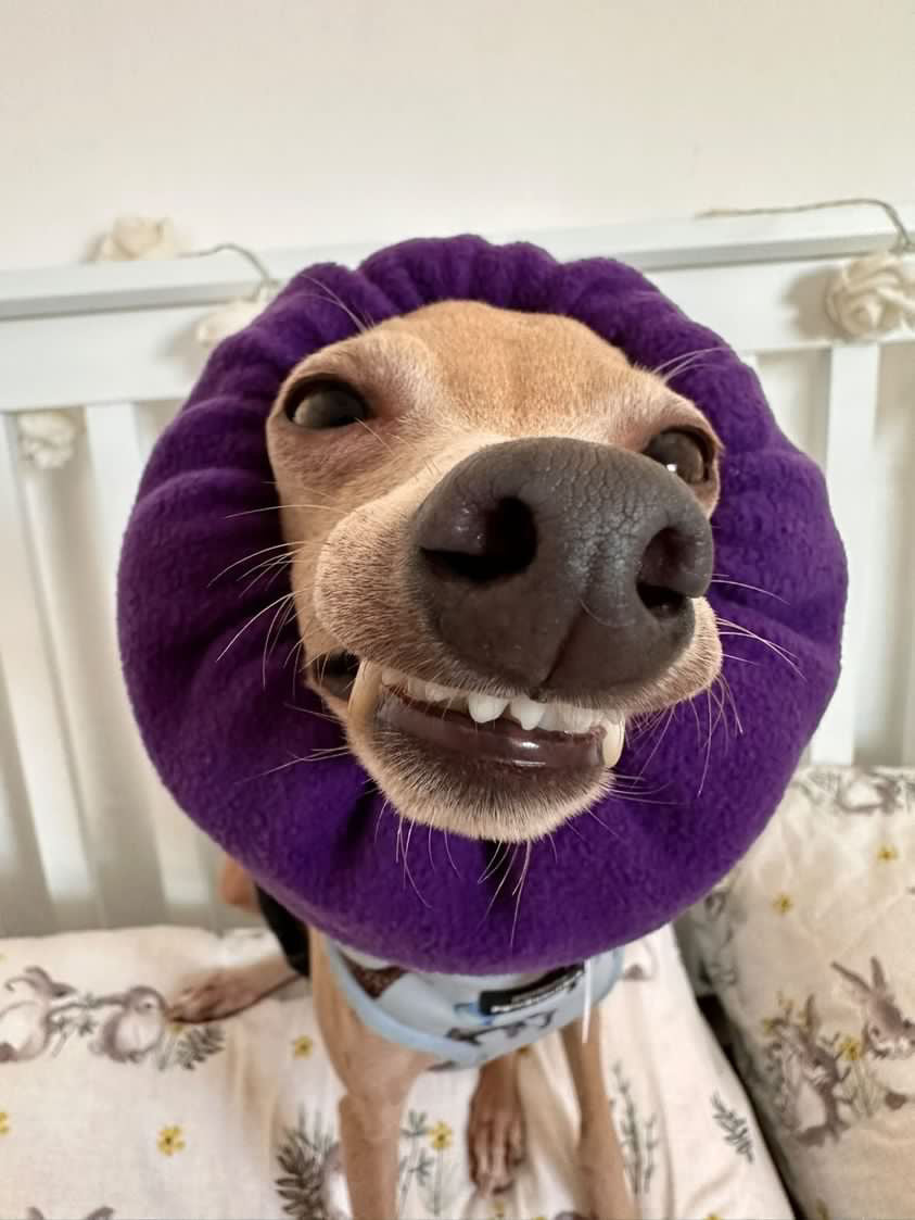 Dog in plum purple snood.