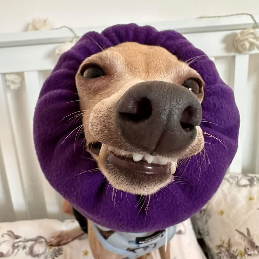 Dog in plum purple snood.