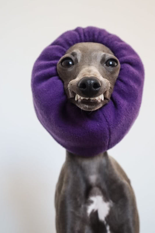 Dog in purple snood.