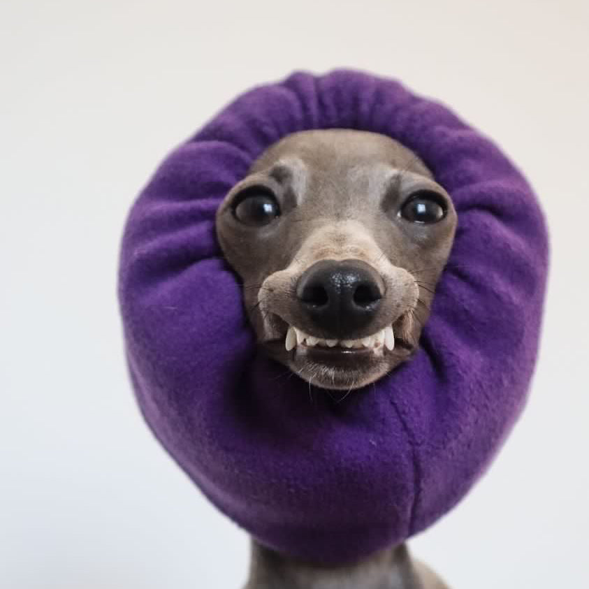 Dog in purple snood.