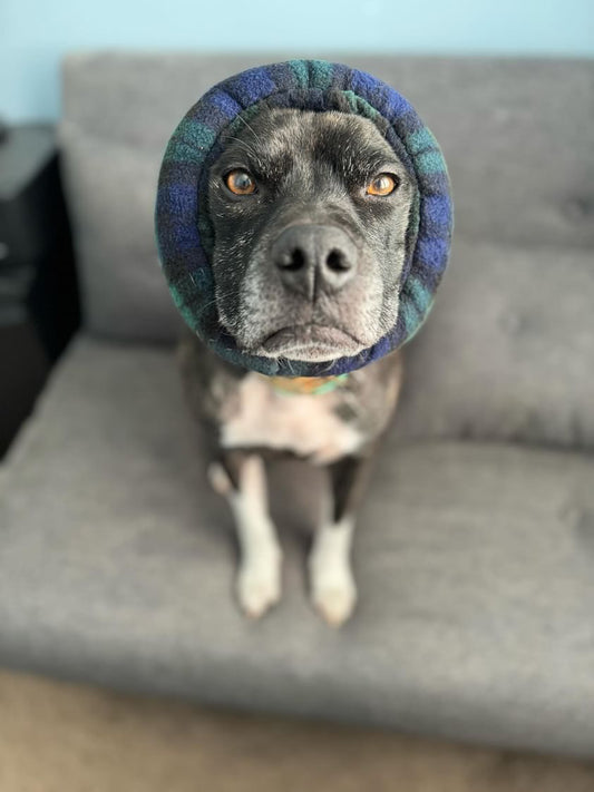 Dog in black and green tartan dog snood.