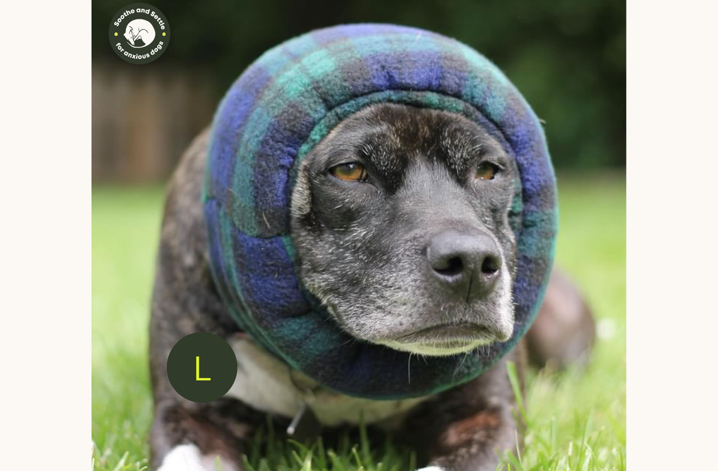 Dog lying down wearing black and green hush muff.