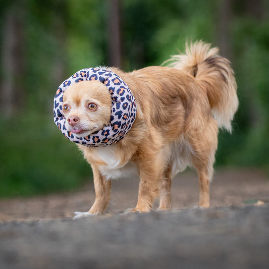 A small tan dog standing outdoors on a dirt path wearing a leopard hush muff