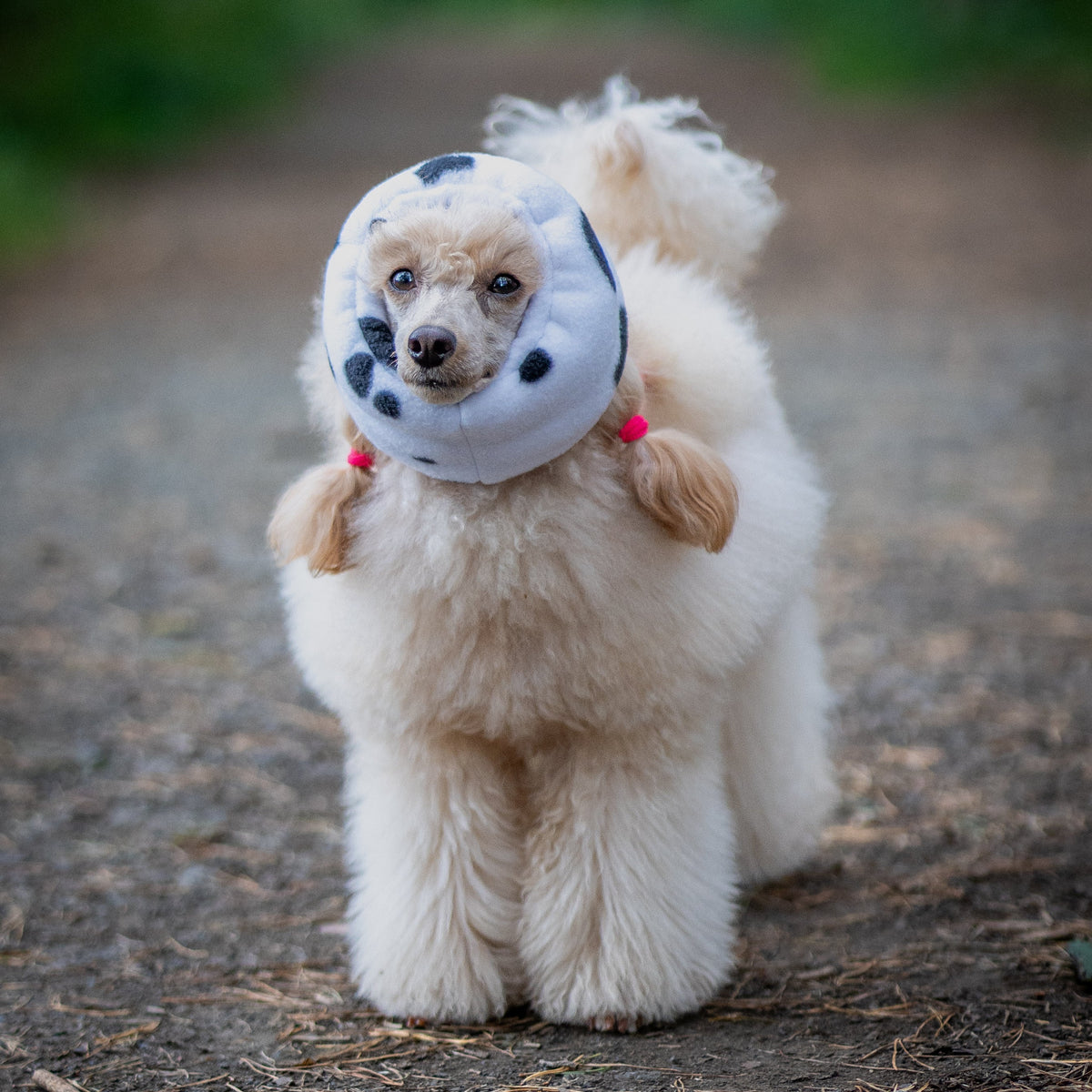 A small fluffy cream-colored dog standing on a dirt path outdoors, wearing a black and white cow print ear cover