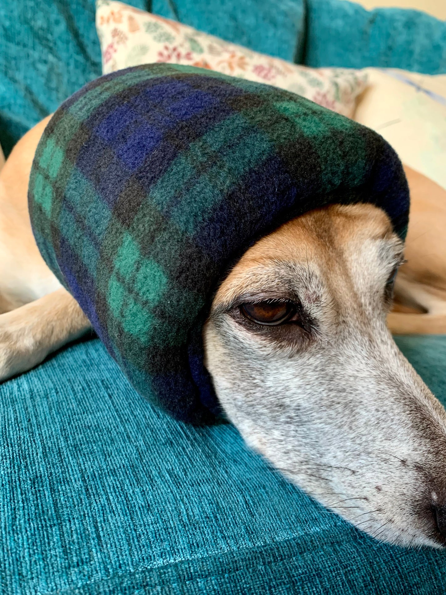 Black tartan dog snood hush muff