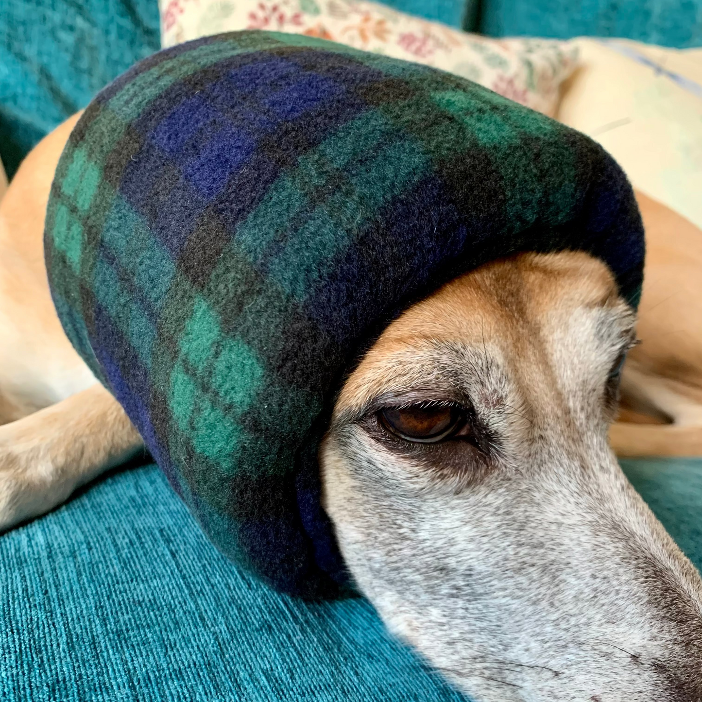 Black tartan dog snood hush muff