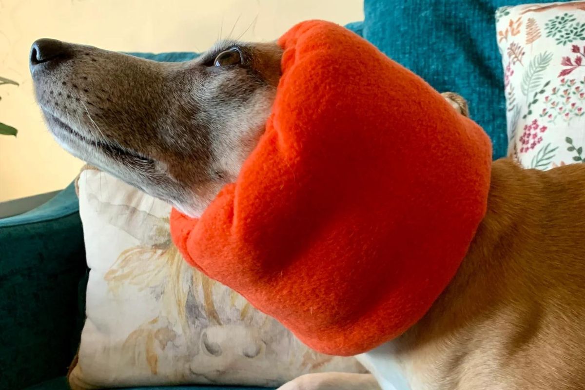 Side view of dog wearing orange hush muff ear defender.