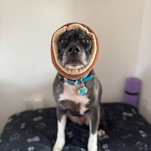 dog wearing brown hush muff with blue collar