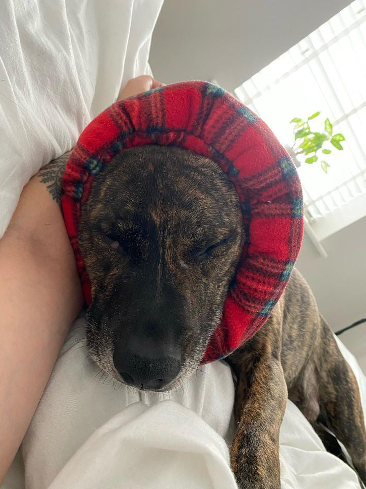 A small dog wearing a red tartan snood around its head.