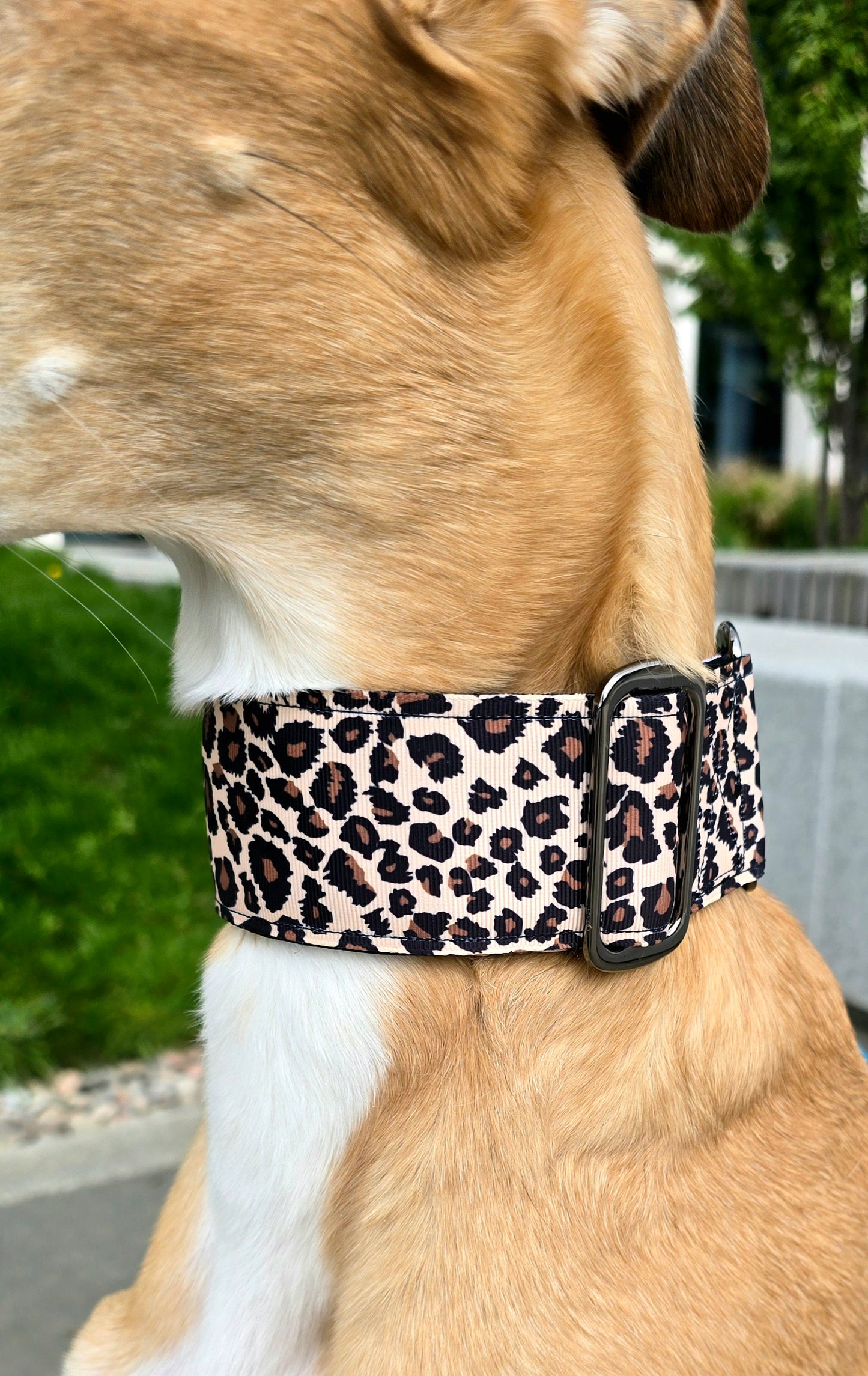 Close up of brown leopard print dog collar.