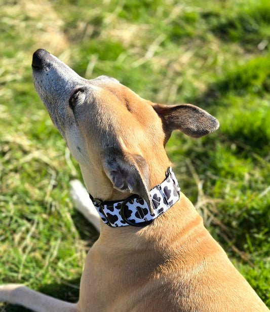 Brown dog wearing a cow print martingale collar.