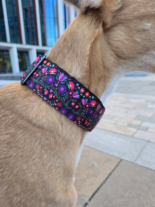 Side view of greyhound wearing flower martingale dog collar.