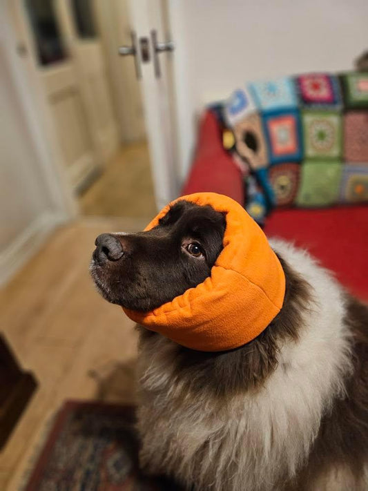 newfoundland dog wearing neon orange dog snood