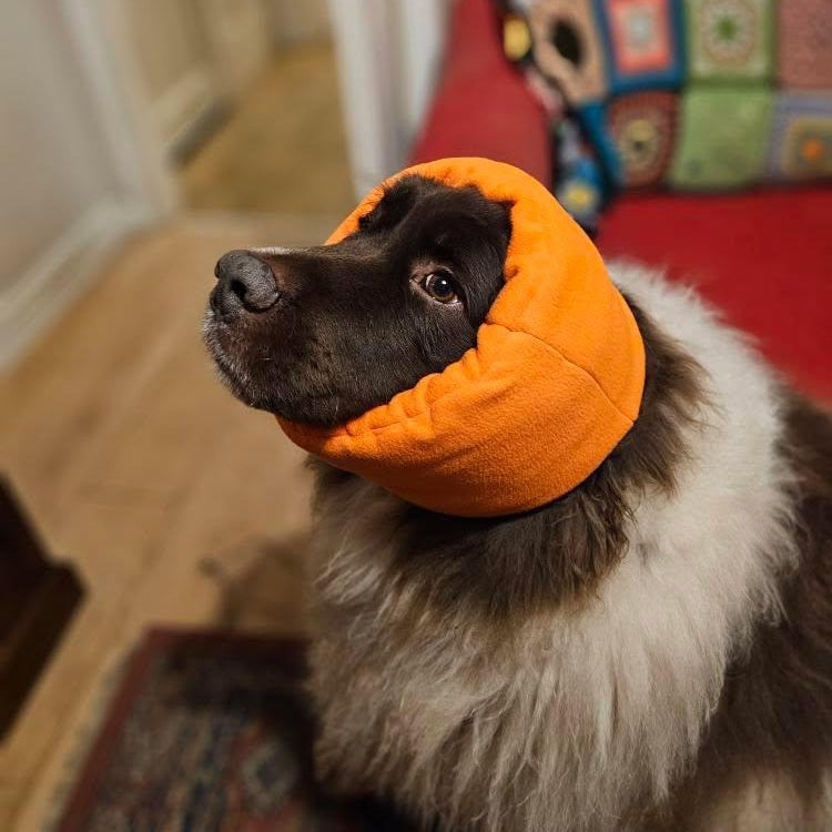 newfoundland dog wearing neon orange dog snood