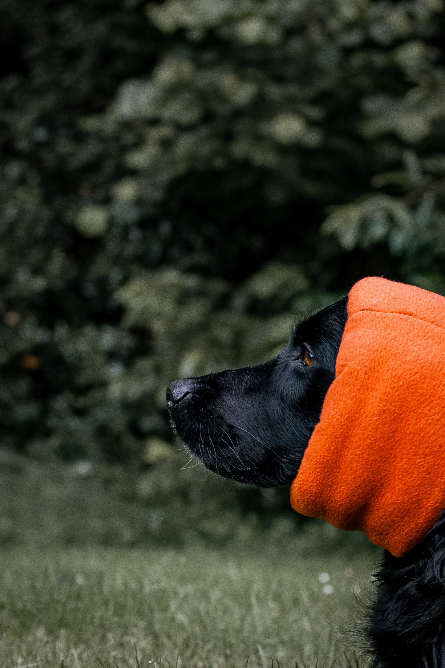 dog wearing orange ear cover snood
