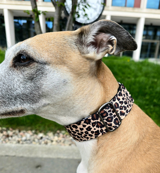 Side view of dog in brown leopard print martingale dog collar.