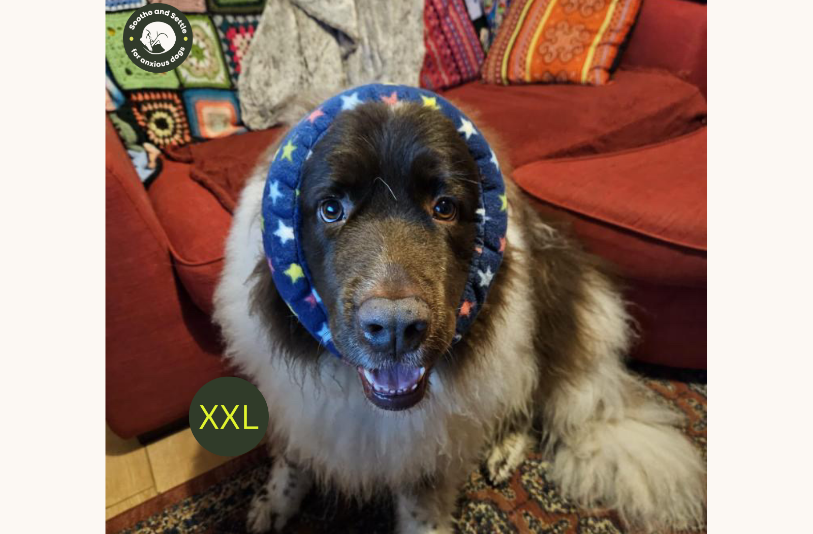 Front view of large dog wearing XXL star pattern dog anxiety ear cover.