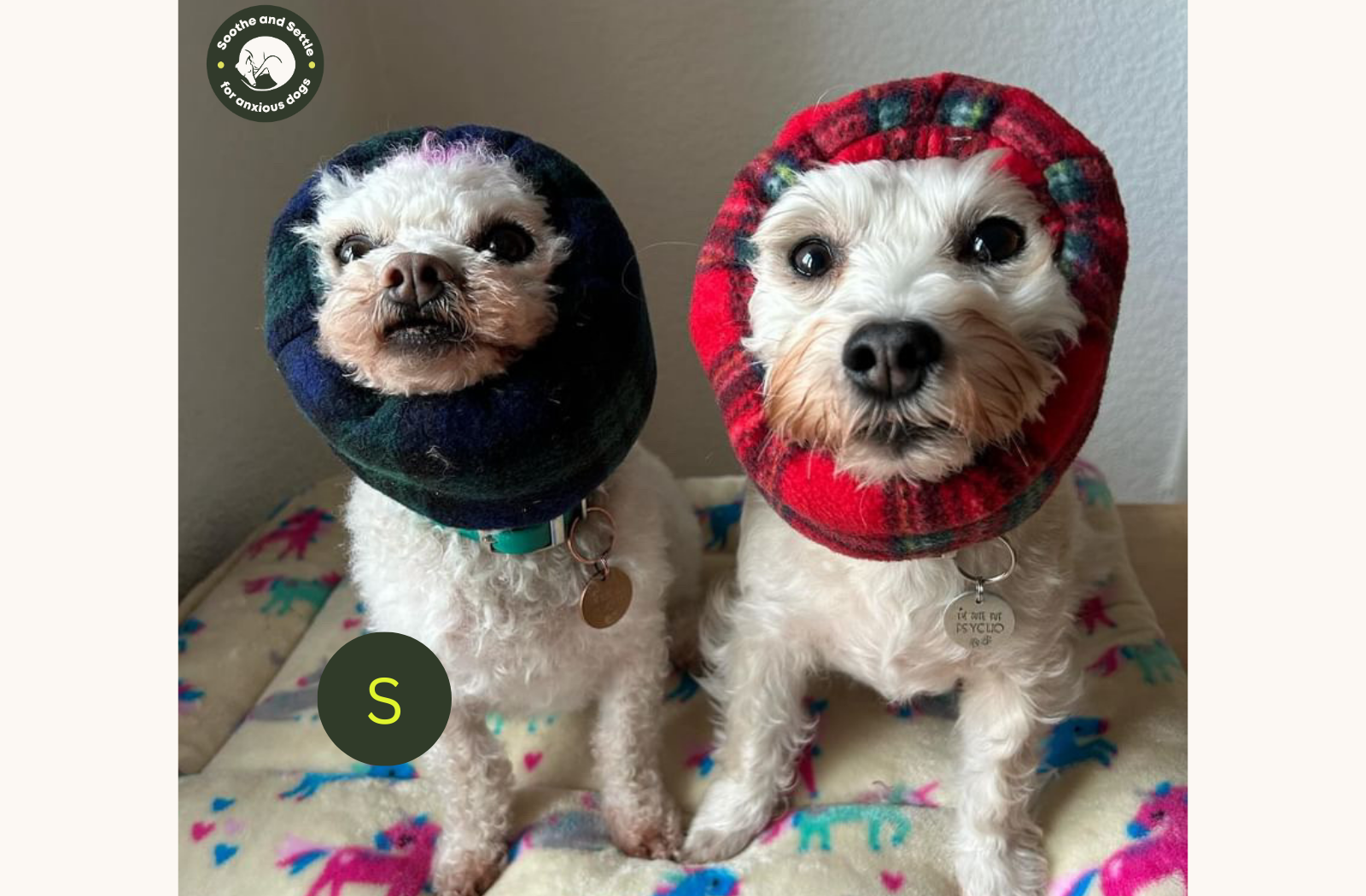 Two small white dogs wearing hush muffs.