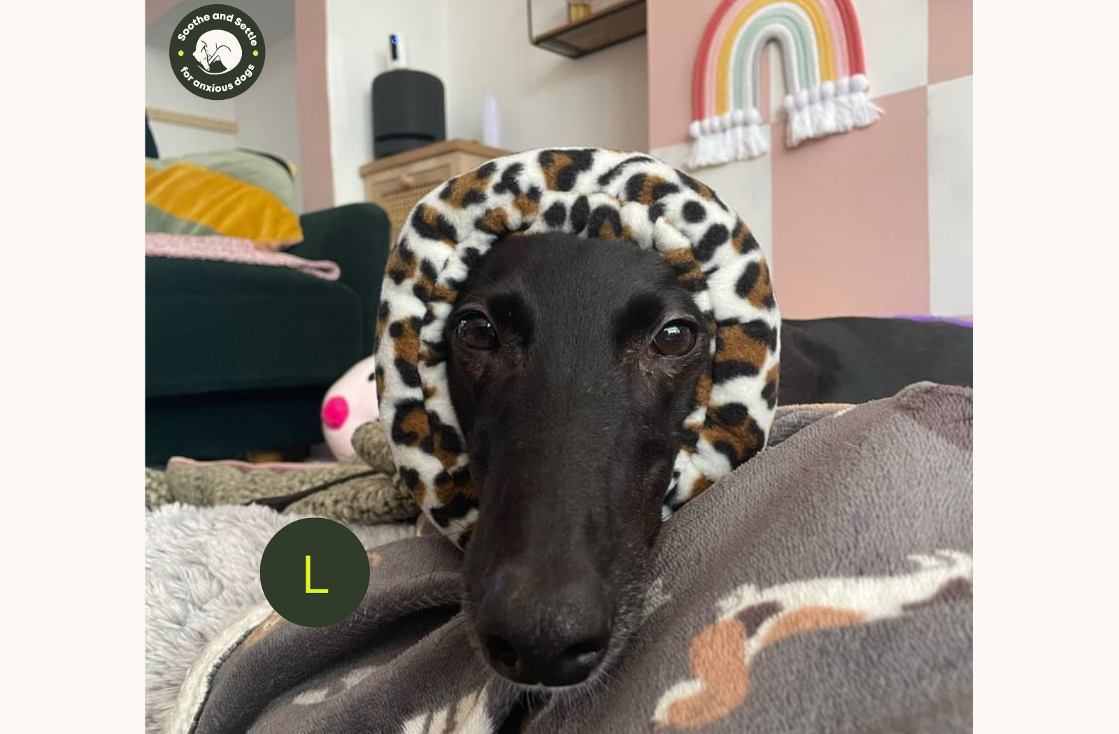 Close up of dog wearing leopard print ear defender.