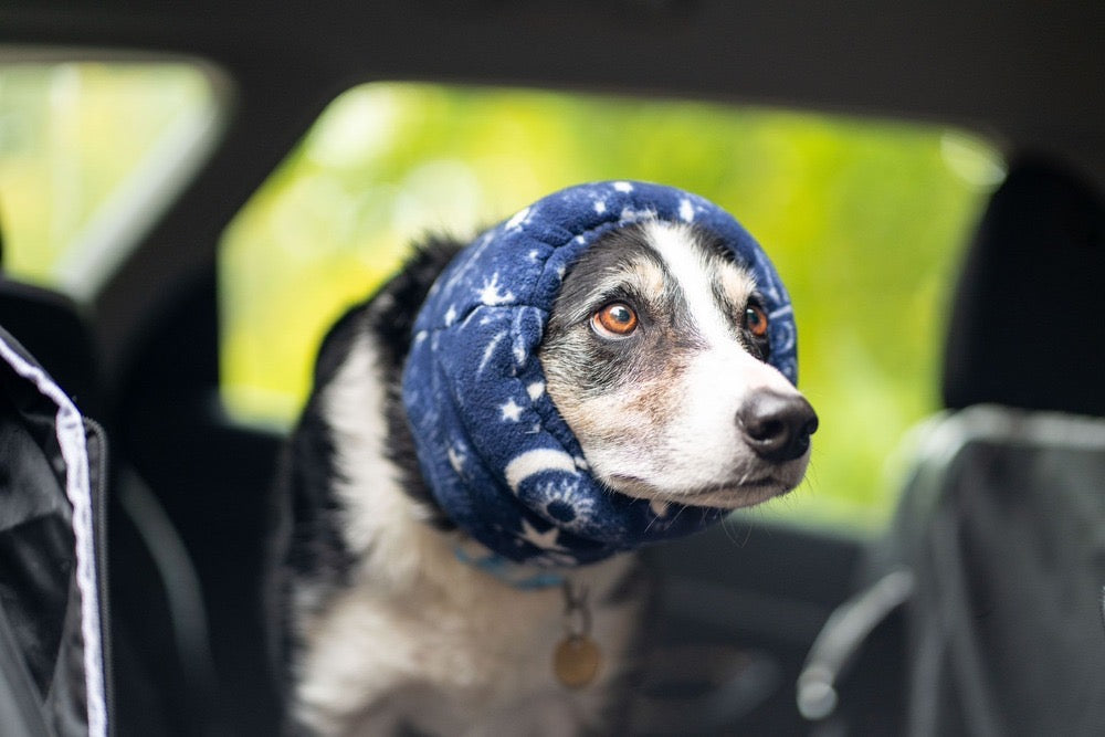 How to Help Your Dog During Fireworks