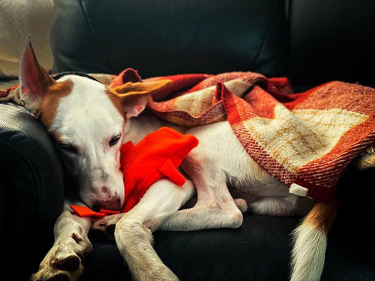 Understanding Sleep Cycle in Dogs
