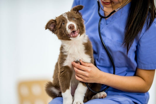 How to Calm an Anxious Dog at the Vet: 7 Practical, Expert-Backed Tips